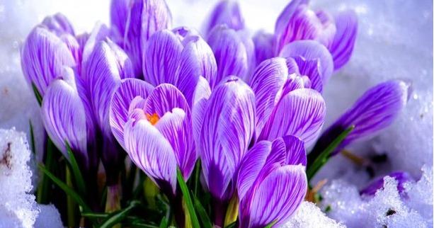 З першими весняними днями